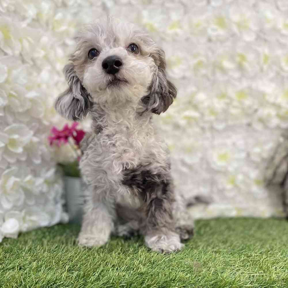 Male Poodle Toy Puppy for Sale in Braintree, MA