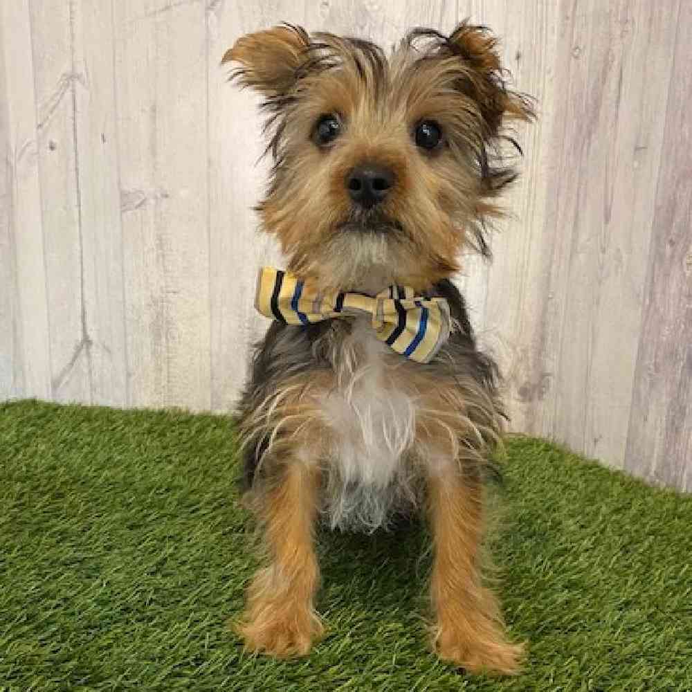 Male Yorkshire Terrier Puppy for Sale in Saugus, MA