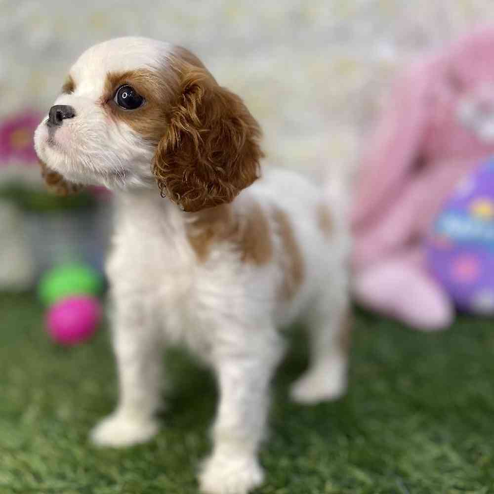 Female Cavalier King Charles Spaniel Puppy for Sale in Braintree, MA