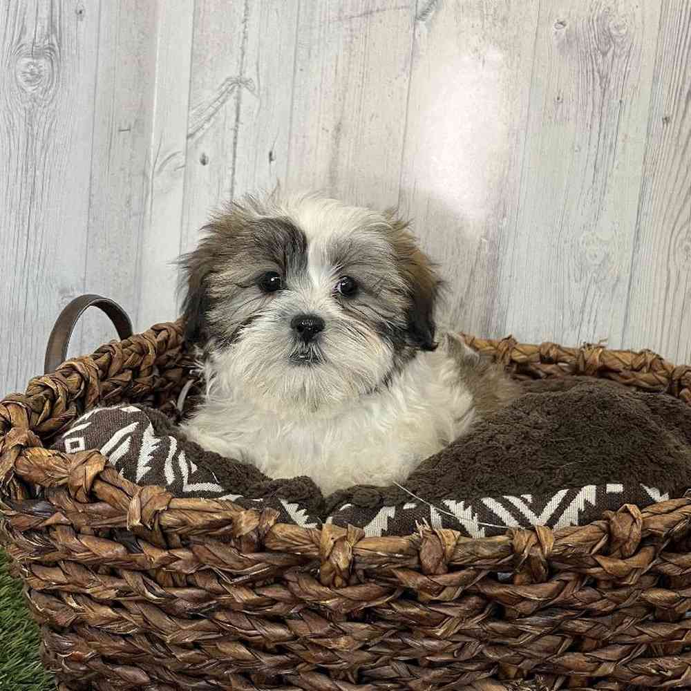 Male Malshi Puppy for Sale in Saugus, MA