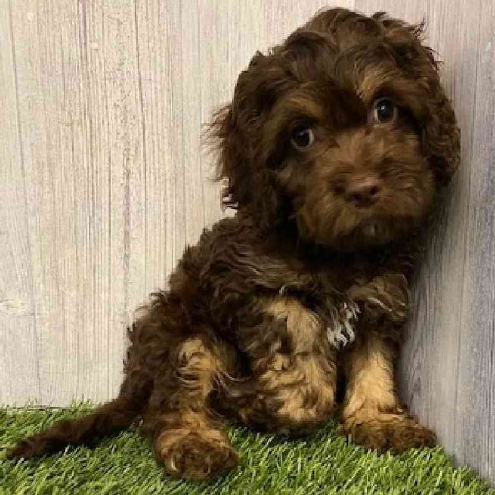 Male Cockapoo Puppy for sale