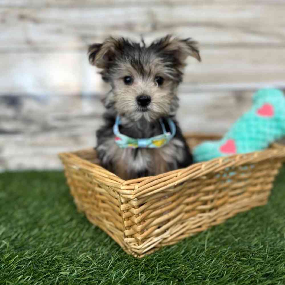 Male Morkie Puppy for Sale in Saugus, MA