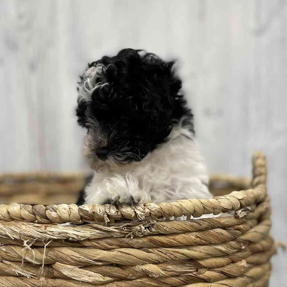 Female Bichapoo-Poodle Puppy for Sale in Braintree, MA