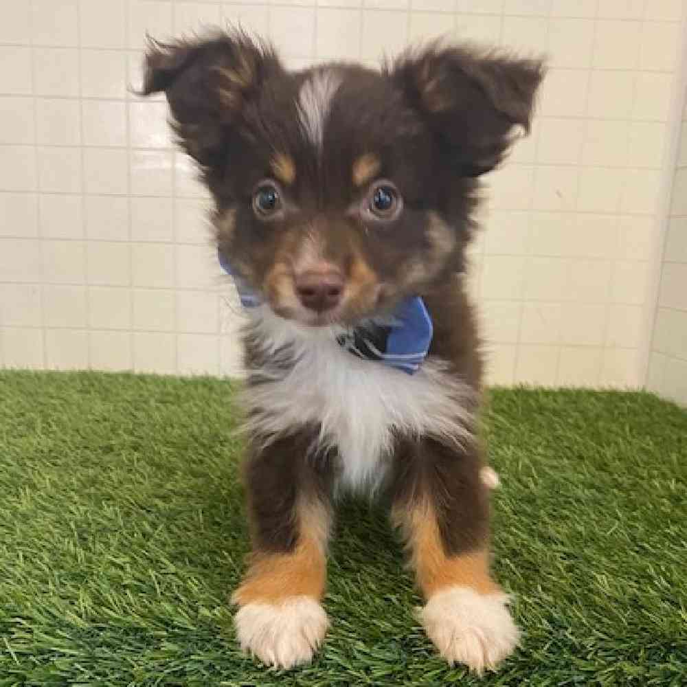 Male Toy Australian Shepherd Puppy for sale