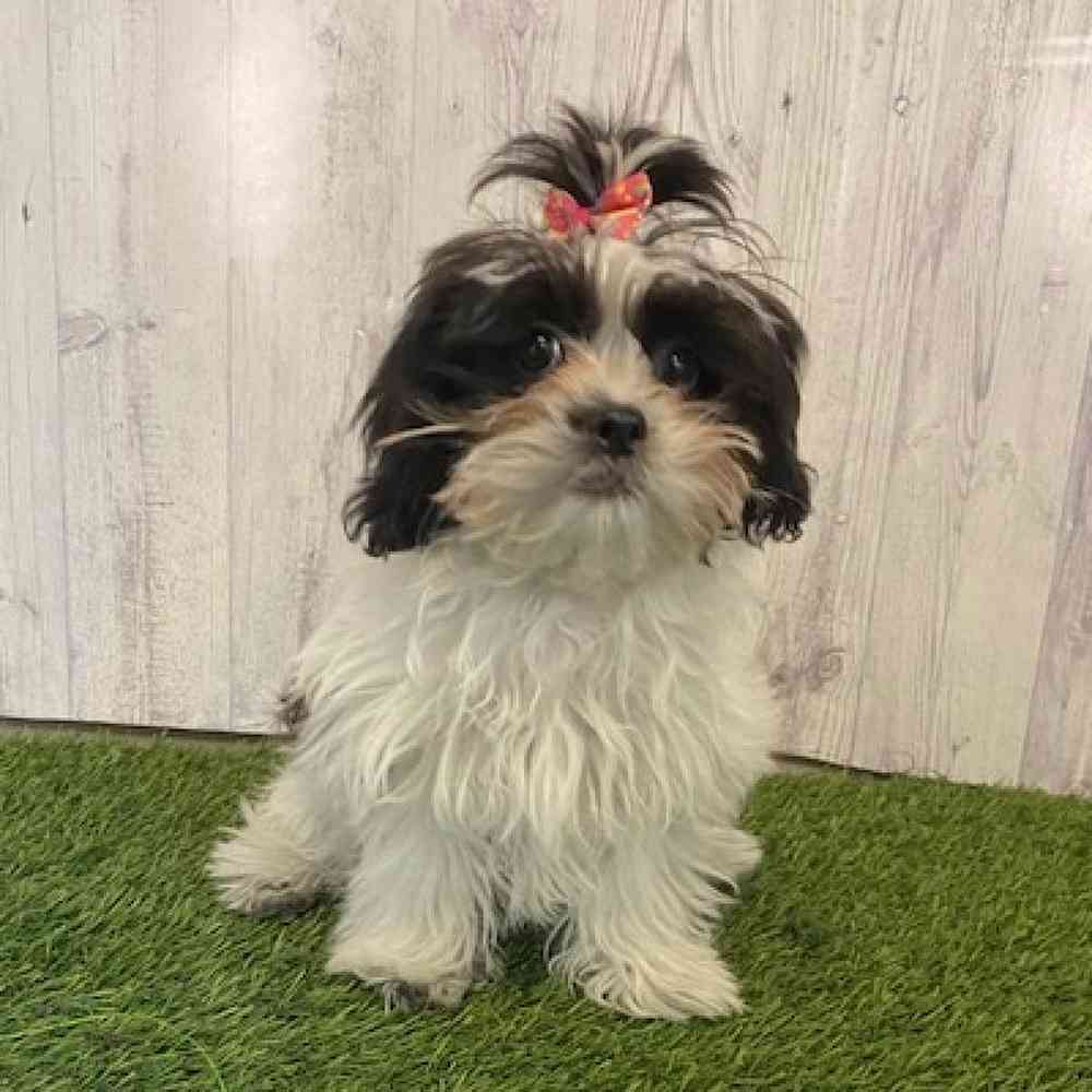 Female Shih-Poo Puppy for Sale in Saugus, MA