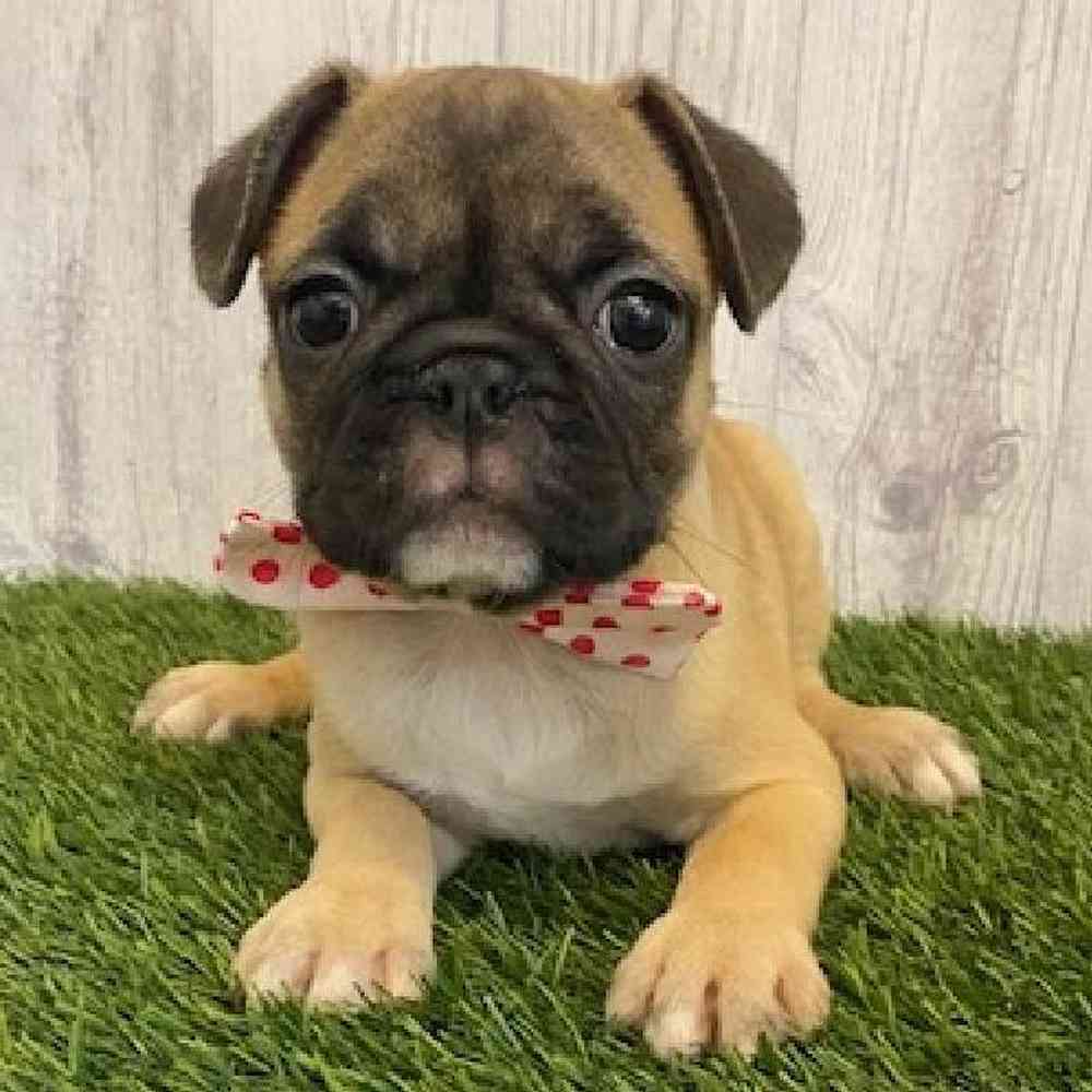 Male Frug Puppy for sale