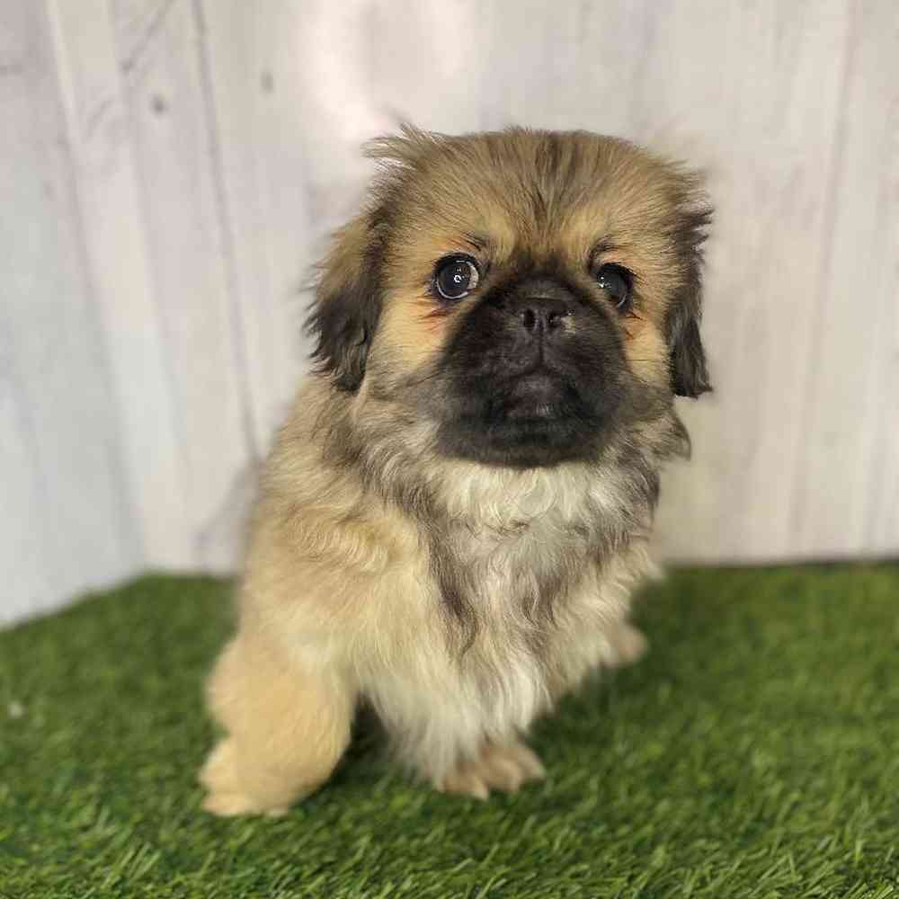 Male Pekingese Puppy for Sale in Saugus, MA