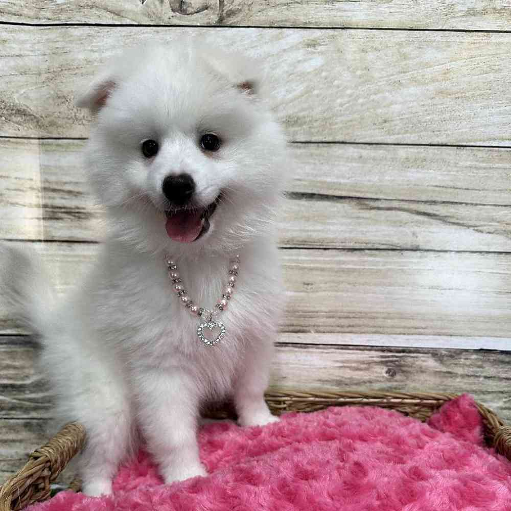 Female American Eskimo Puppy for Sale in Saugus, MA