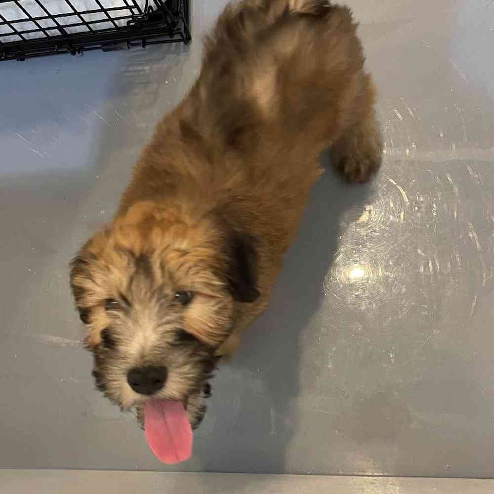 Male Soft Coated Wheaten Terrier Puppy for sale