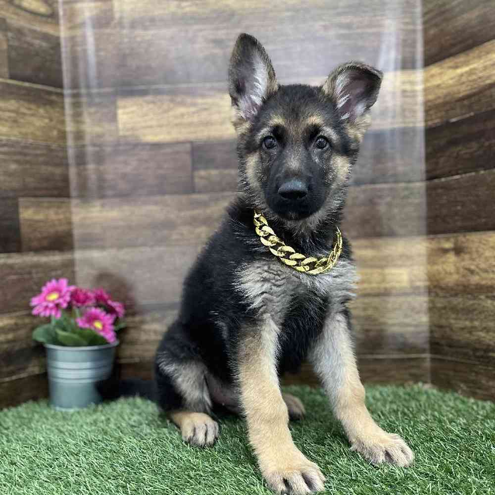 Male German Shepherd Dog Puppy for Sale in Braintree, MA