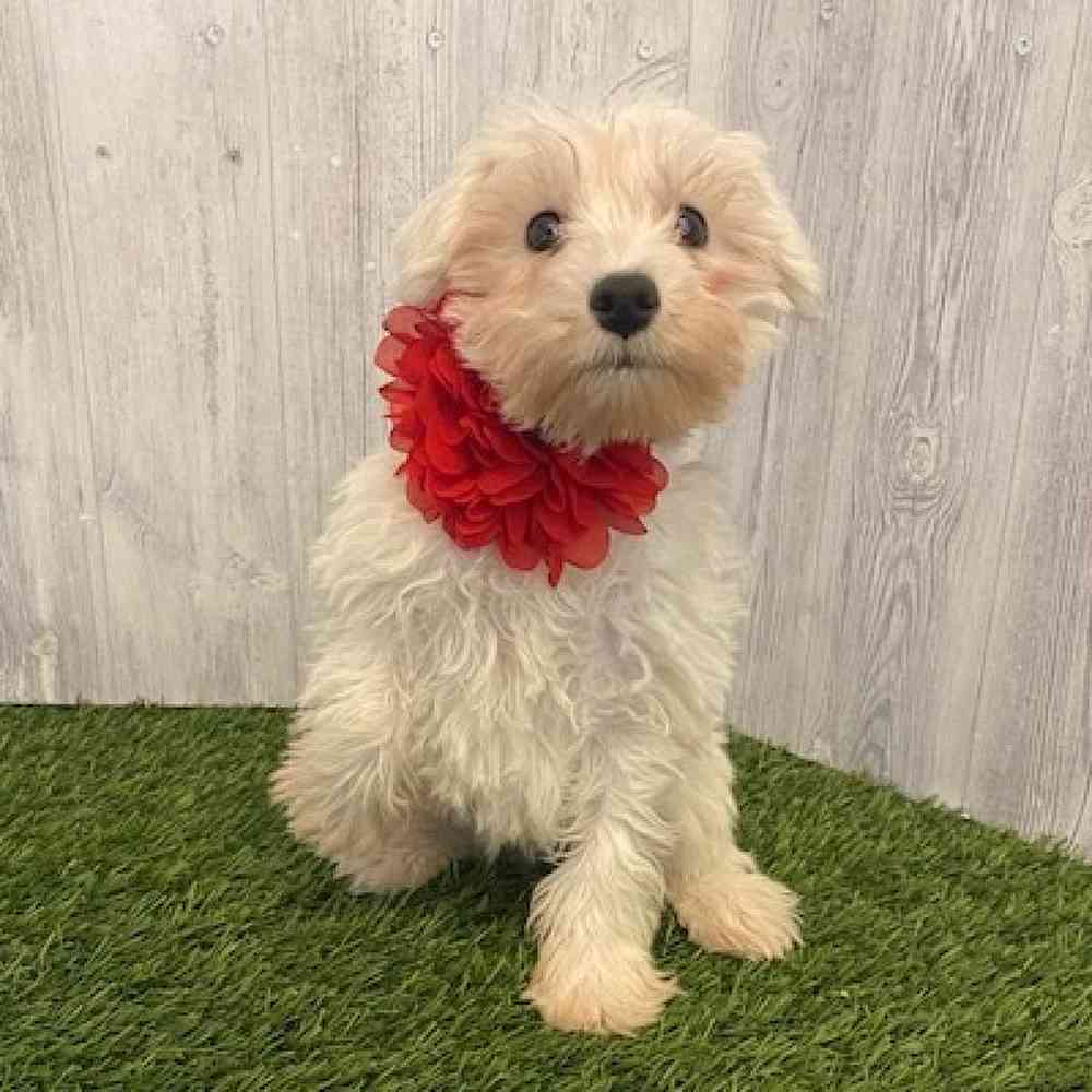 Female Miniature Schnauzer Puppy for sale