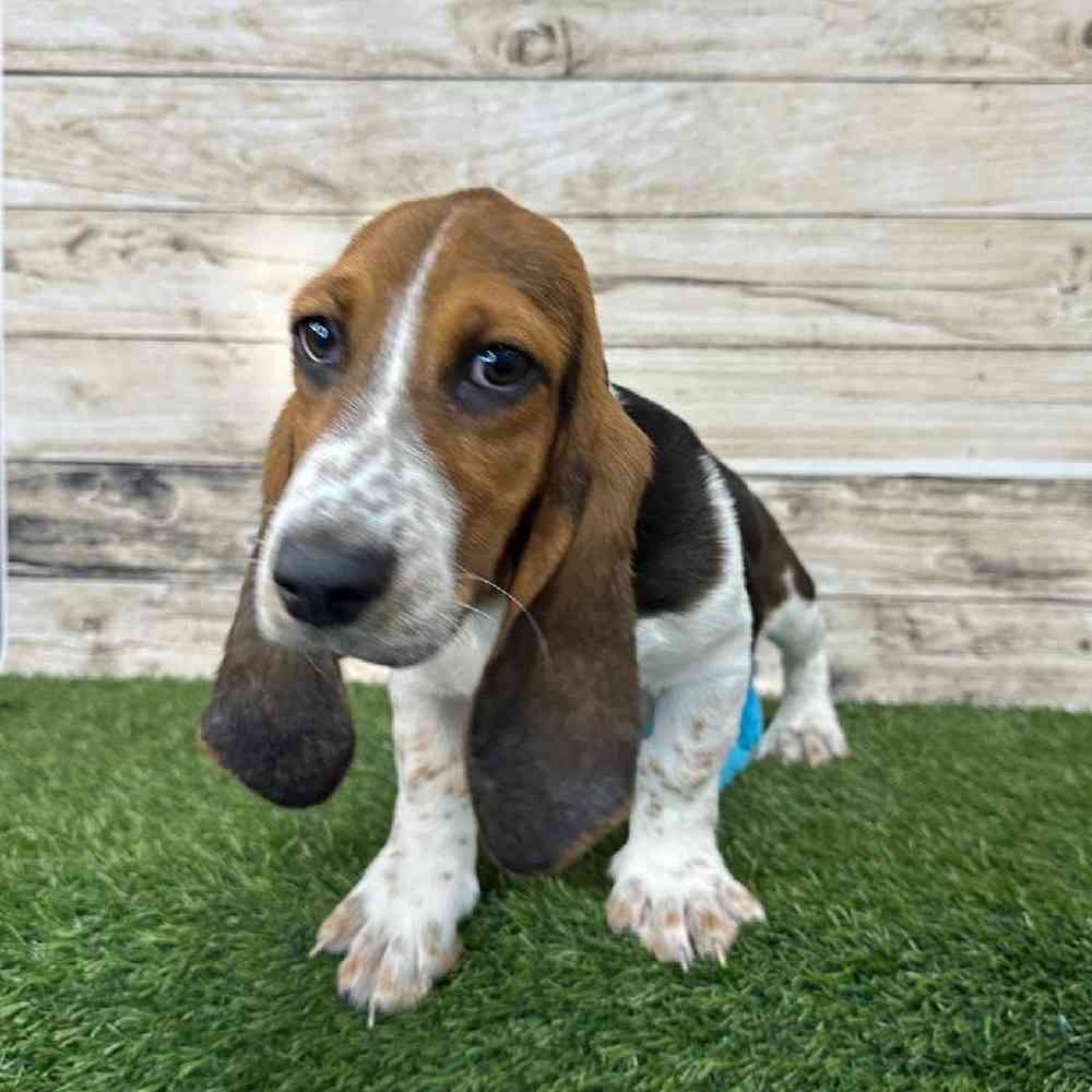 Male Basset Hound Puppy for Sale in Saugus, MA