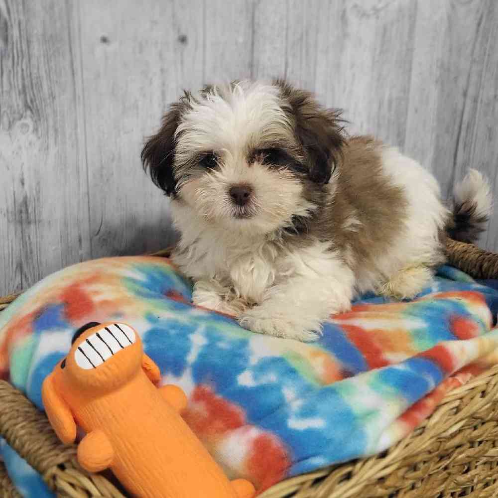 Male Shih Tzu-Coton Puppy for Sale in Saugus, MA