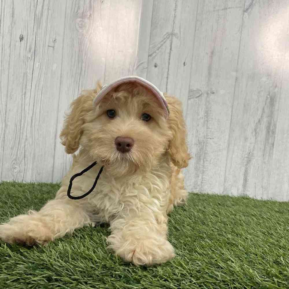 Female Mini Labradoodle 2nd Gen Puppy for sale