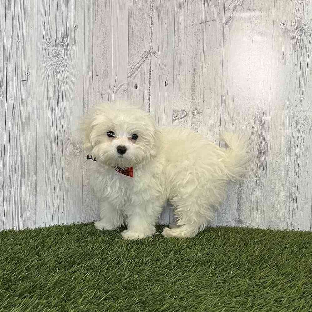 Male Maltese Puppy for Sale in Saugus, MA