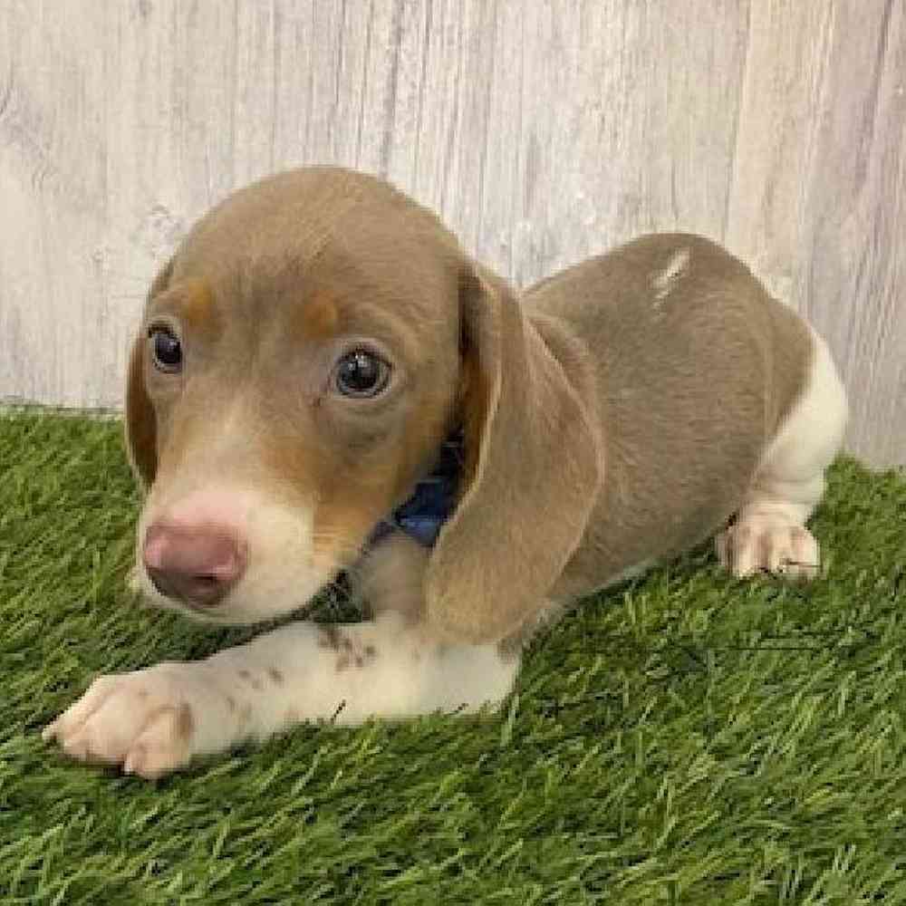 Male Dachshund Puppy for sale