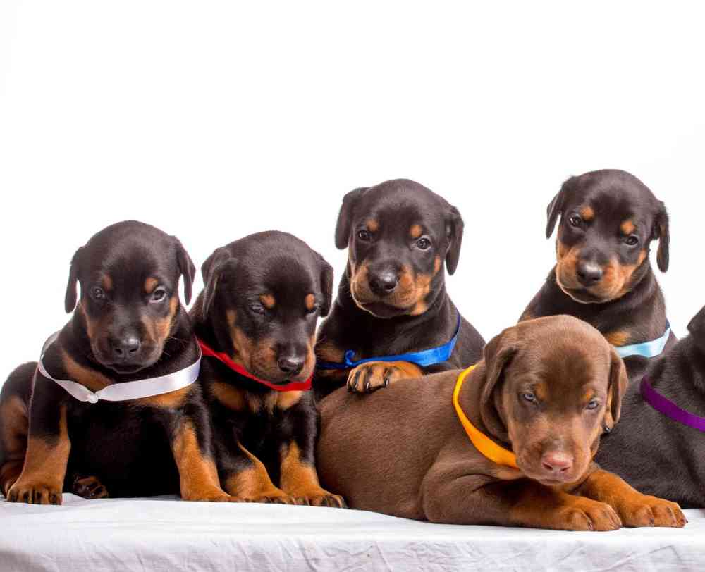Doberman Pinscher Puppies for Sale