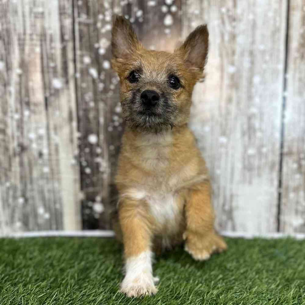 Male Cairn Terrier Puppy for Sale in Saugus, MA