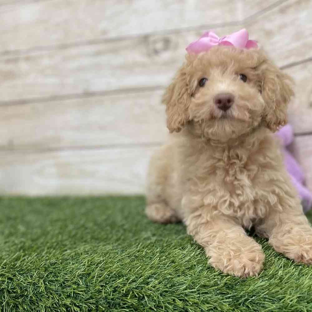 Female Mini NewfyPoo Puppy for Sale in Braintree, MA